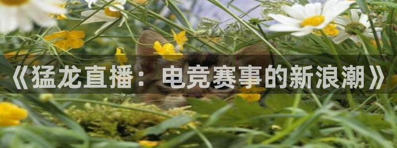 小九nba免费观看：《猛龙直播：电竞赛事的新浪潮》